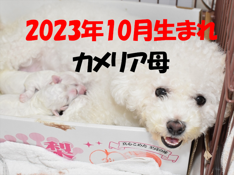 2023年10月生まれの子犬（母カメリア）