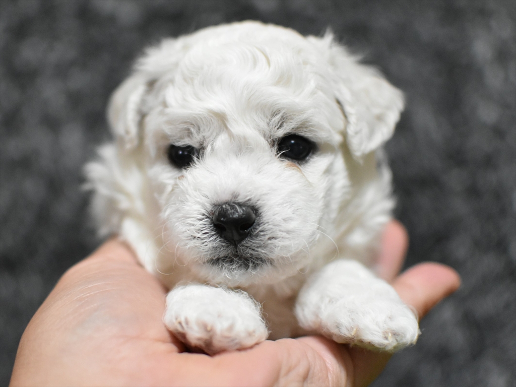 メス(オレンジ)