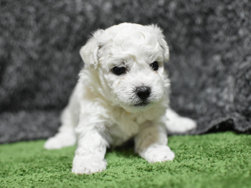 メス(オレンジ)