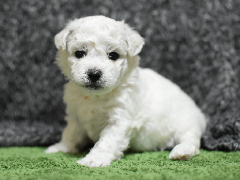 メス(オレンジ)