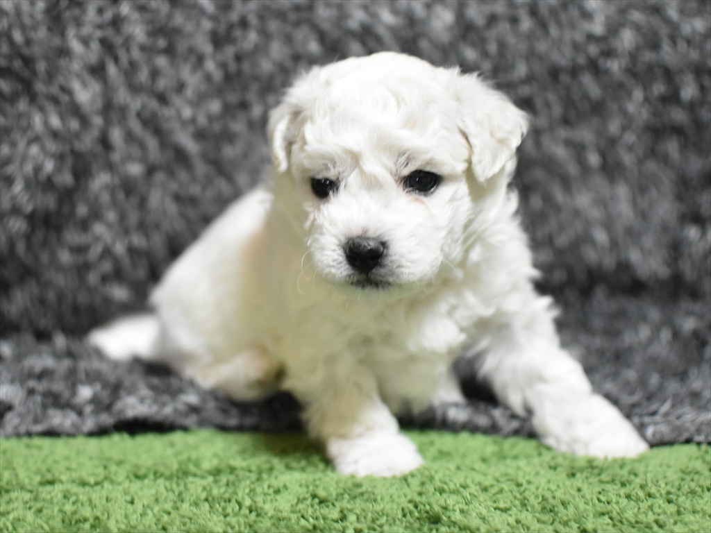 メス(オレンジ)