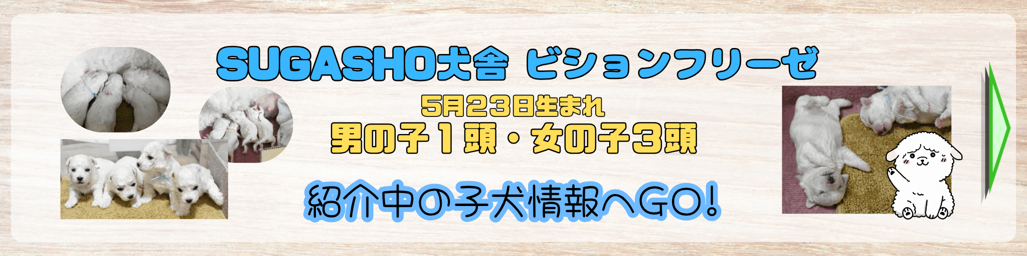 ビションフリーゼ出産情報